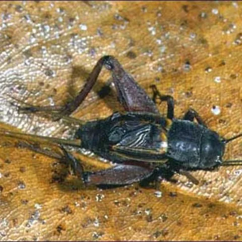 thumbnail for publication: Southern Wood Cricket, Gryllus fultoni (Alexander) (Insecta: Orthoptera: Gryllidae)